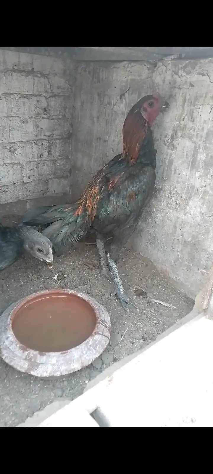 Thai dragon aseel chicks 03014237451 call me — photo 8