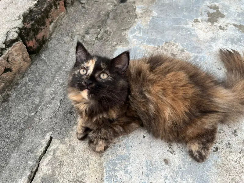Triple coated Tortoiseshell color kitten — photo 2