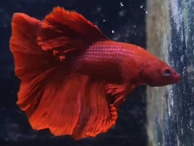 Betta Fish (Free Home Delivery)