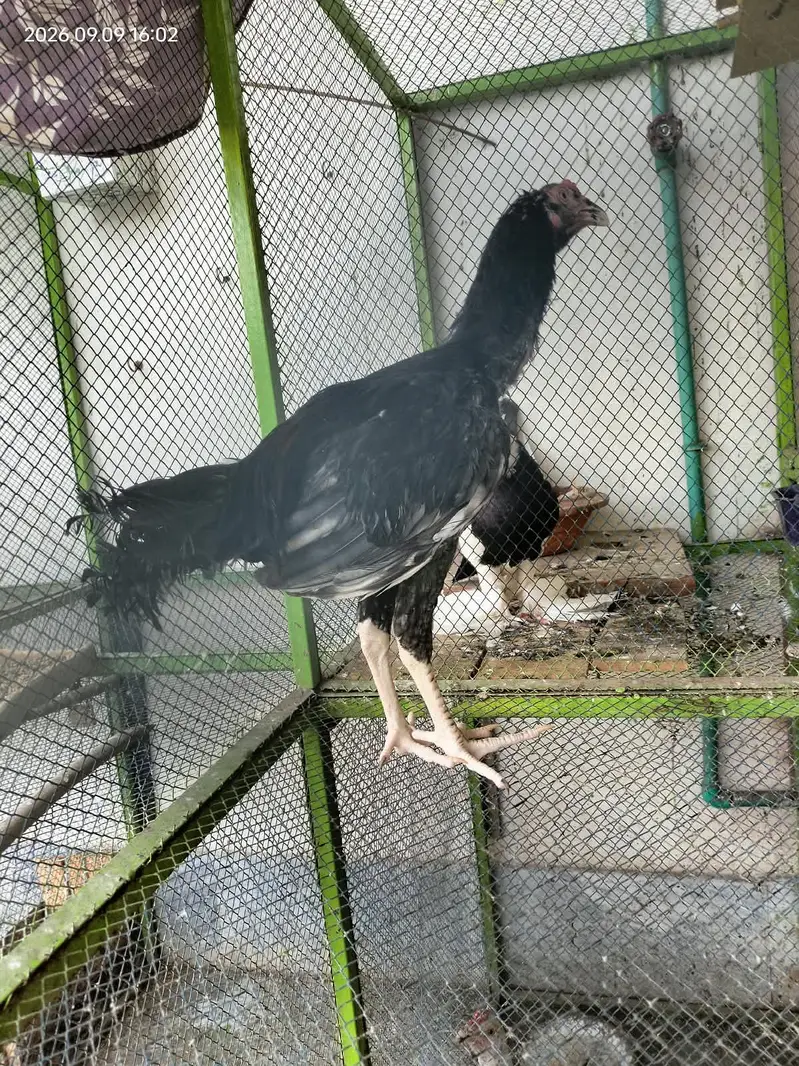 Aseel hens child — photo 2