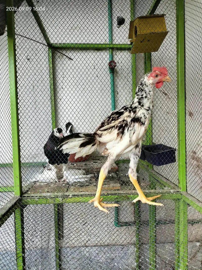 Aseel hens child — photo 3
