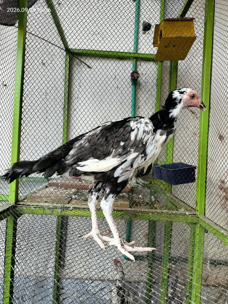 Aseel hens child — photo 4