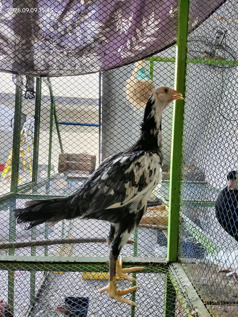Aseel hens child — photo 5