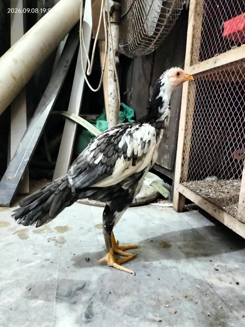 Aseel hens child — photo 6