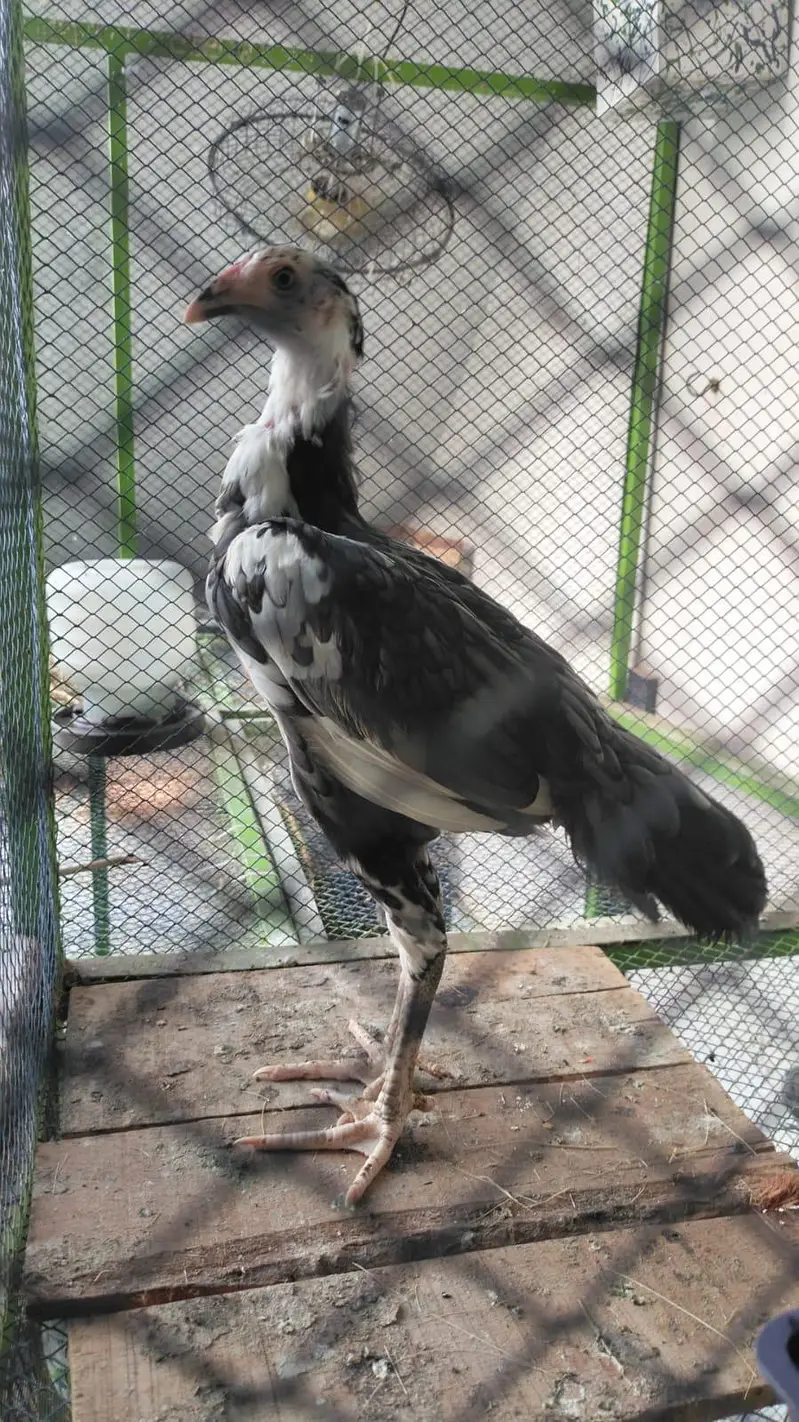 Aseel hens child — photo 7