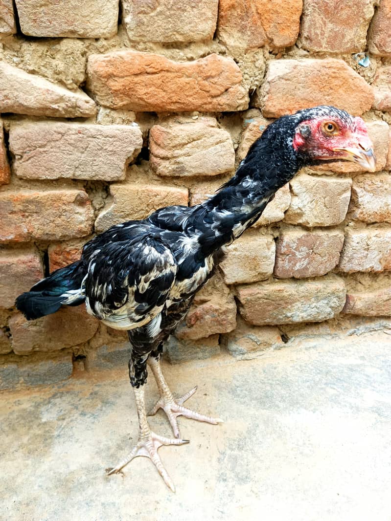 Aseel Lasani patha 1