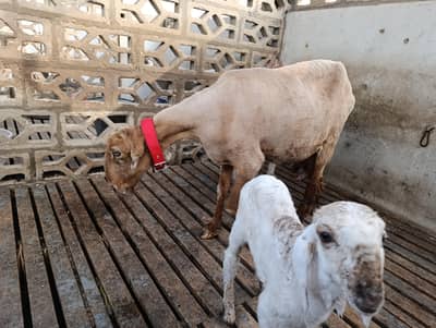 Sheep with her 2 female kids