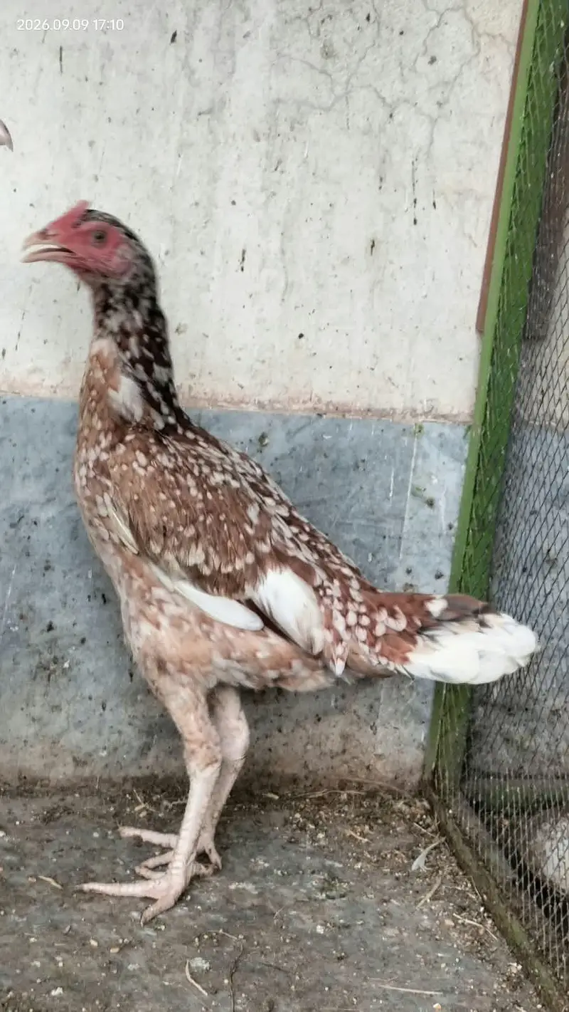 Aseel hens child — photo 8