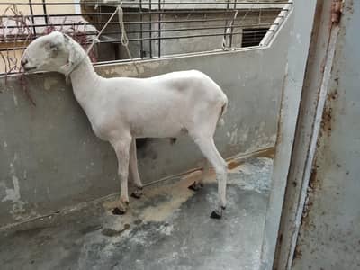 khara dumba