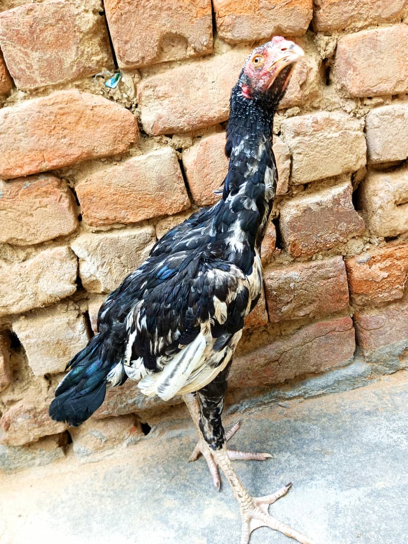 Aseel Lasani patha 2