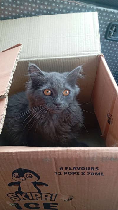 Grey male baby kitten