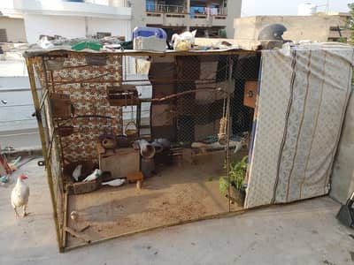9x5x5 Bird Cage for Sale