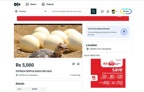Ostrich chicks for sale