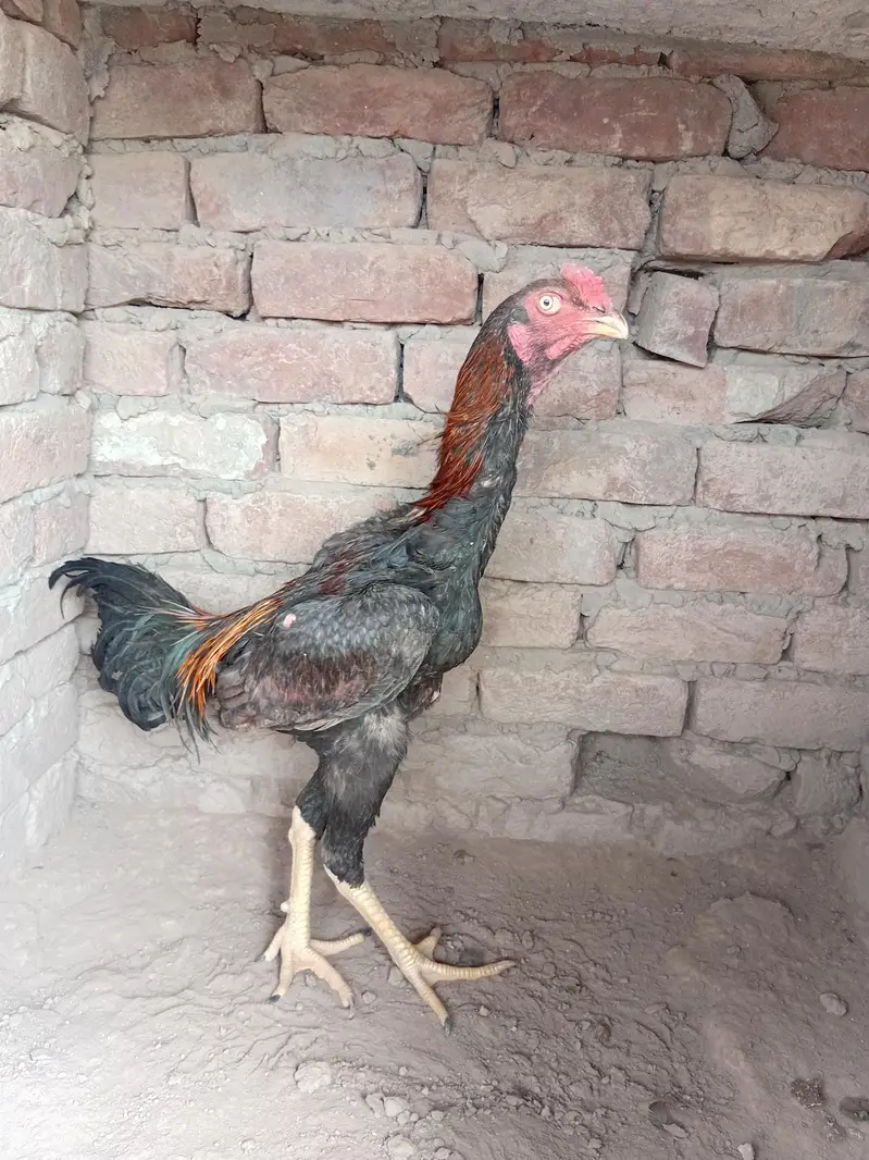 turkish hint fir sale 8 months — photo 2