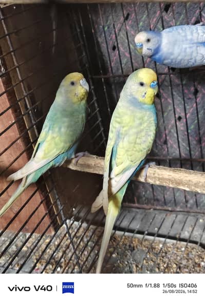 baridar pair