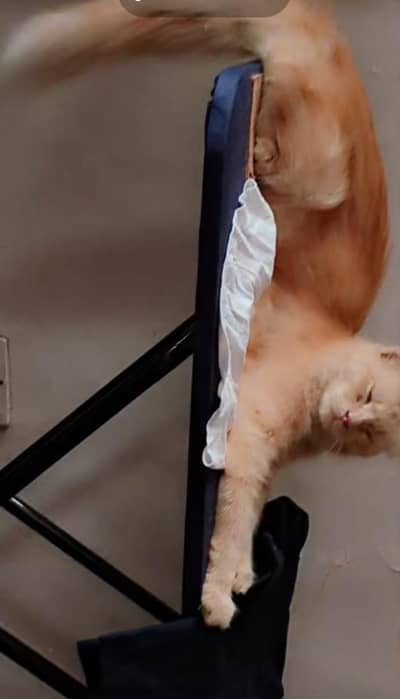 Persian cat