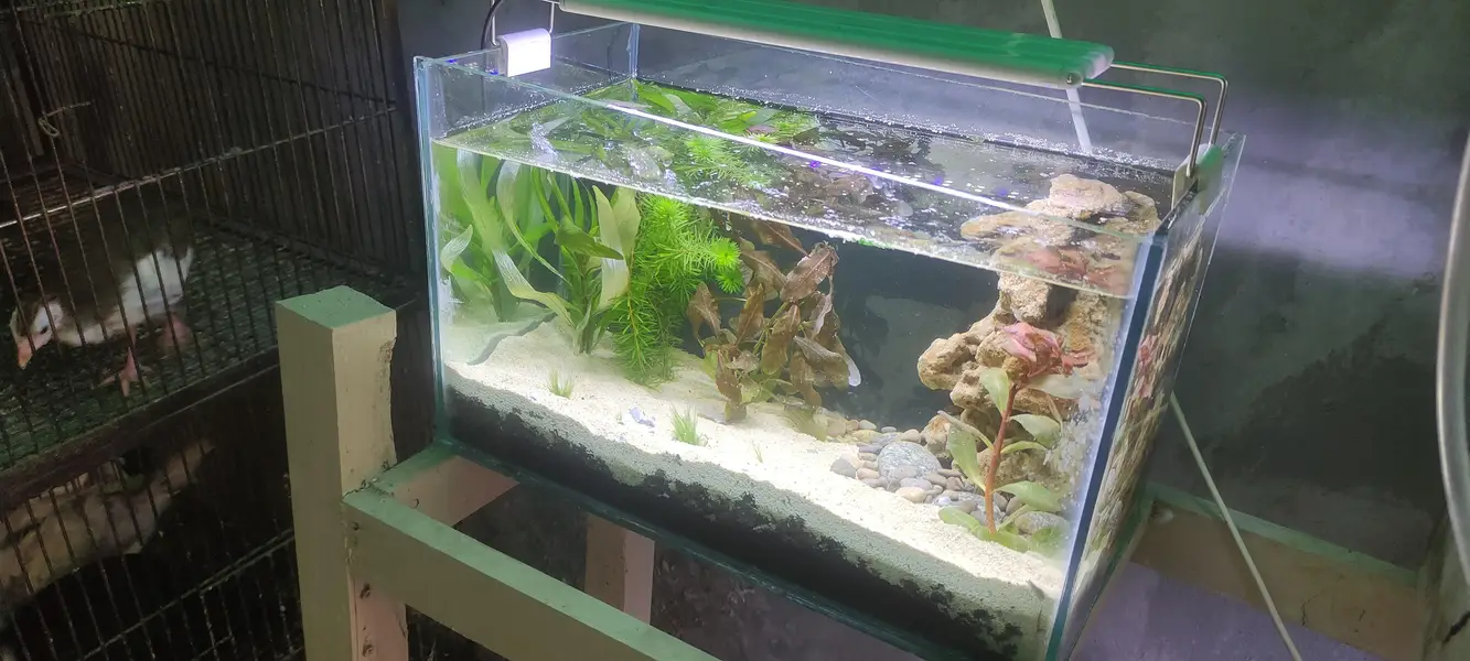 nano aquarium — photo 2