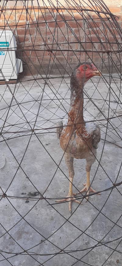Shamu pathi / thi murgi / pure thi chiks