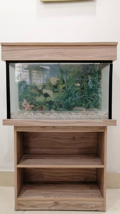 Fish Aquarium