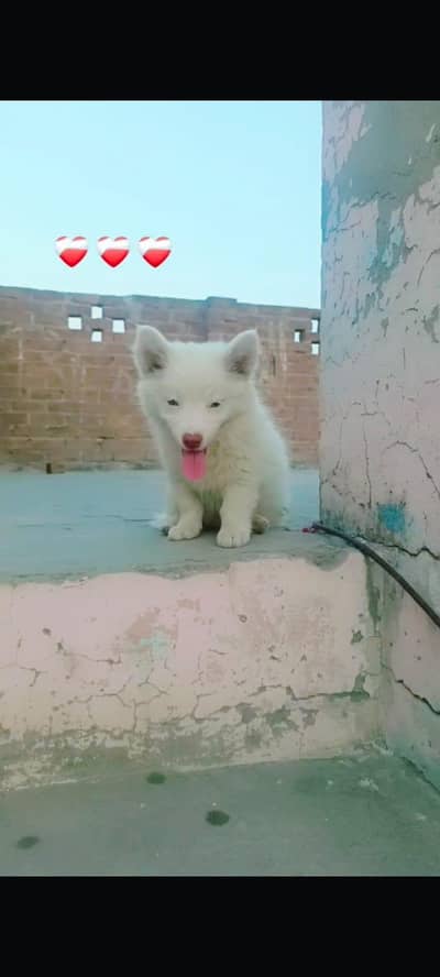 Xtreme Quality Russian+Pomeranian