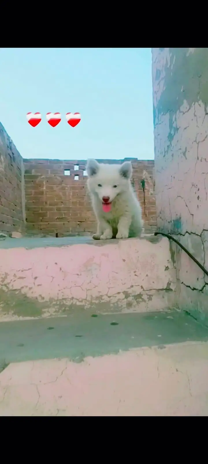 Xtreme Quality Russian+Pomeranian — photo 2