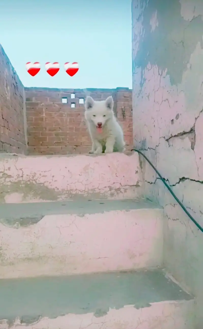 Xtreme Quality Russian+Pomeranian — photo 3