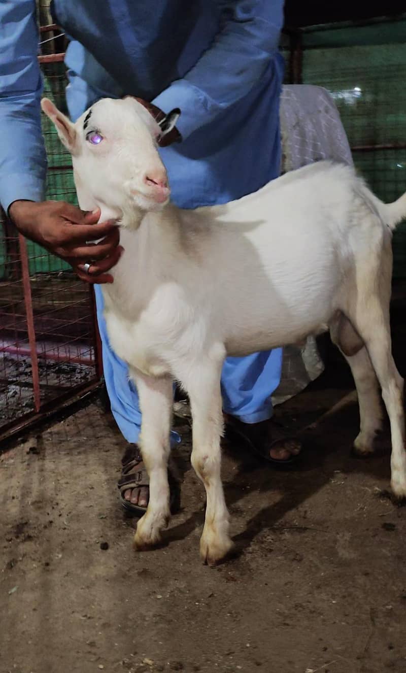 Tedda Breeder Quality 2