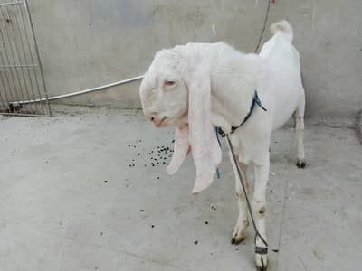 Gulabi Sind breed