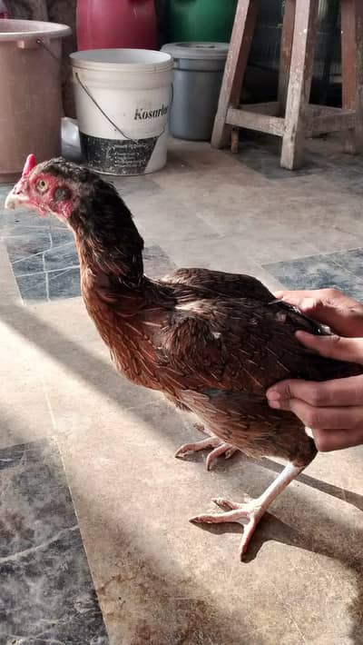 "3 ASEEL" AND "3 MISRI MURGIYA" FOR URGENT SALE