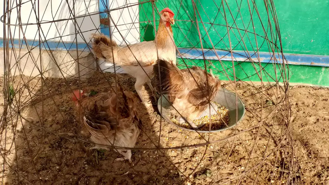 "3 ASEEL" AND "3 MISRI MURGIYA" FOR URGENT SALE — photo 7