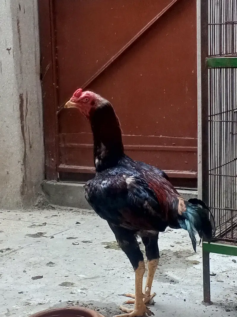 hint cros man ha — photo 2