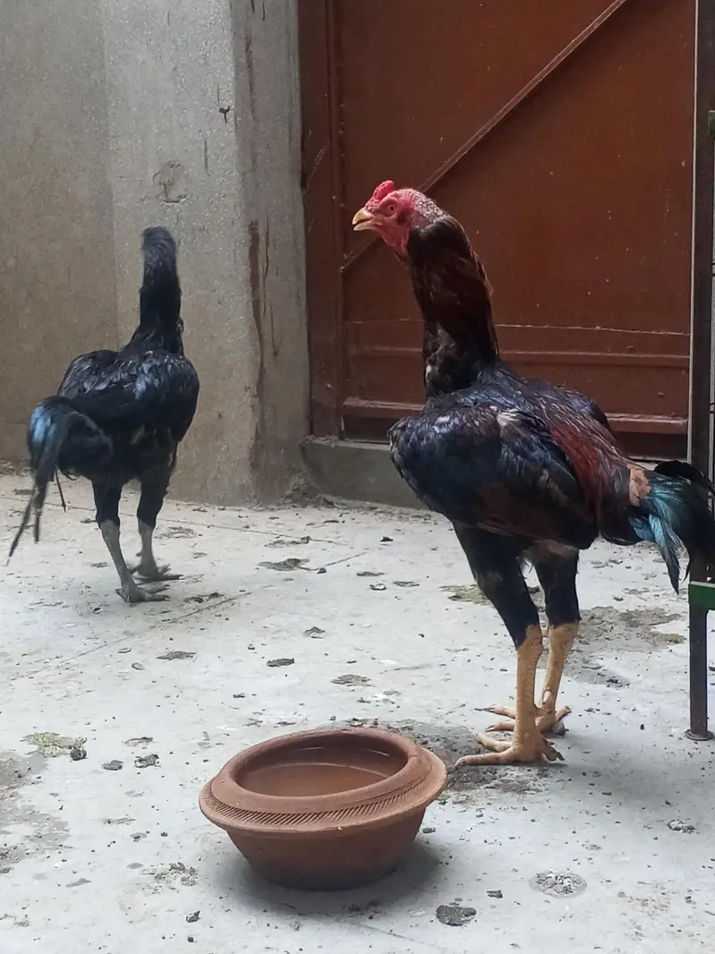hint cros man ha — photo 3