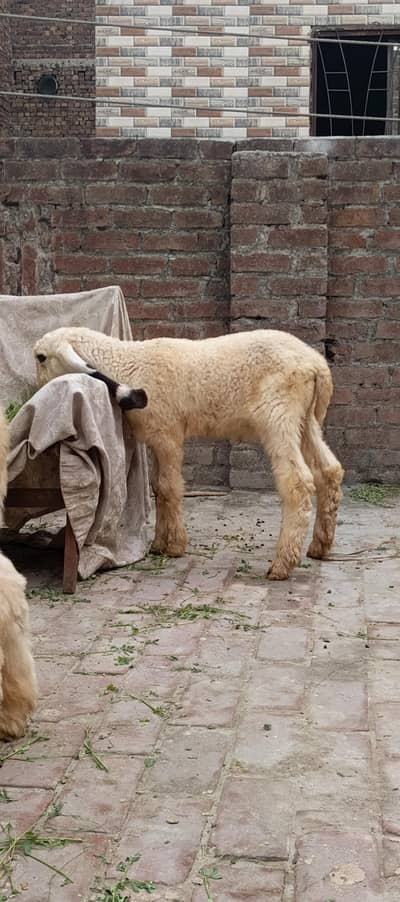 AA GOAT FARM