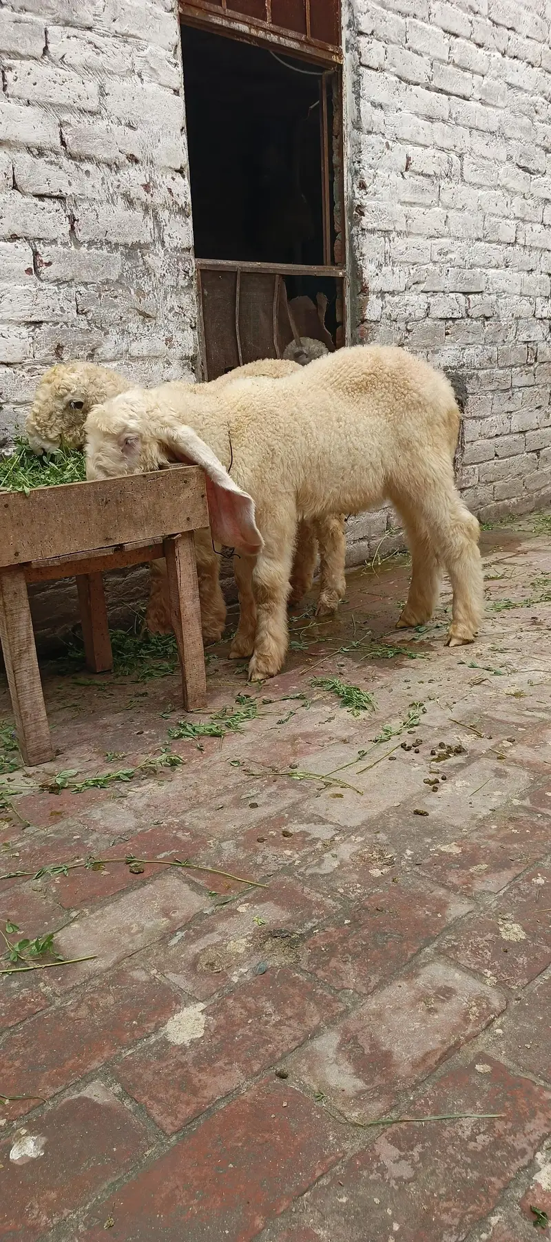 AA GOAT FARM — photo 2