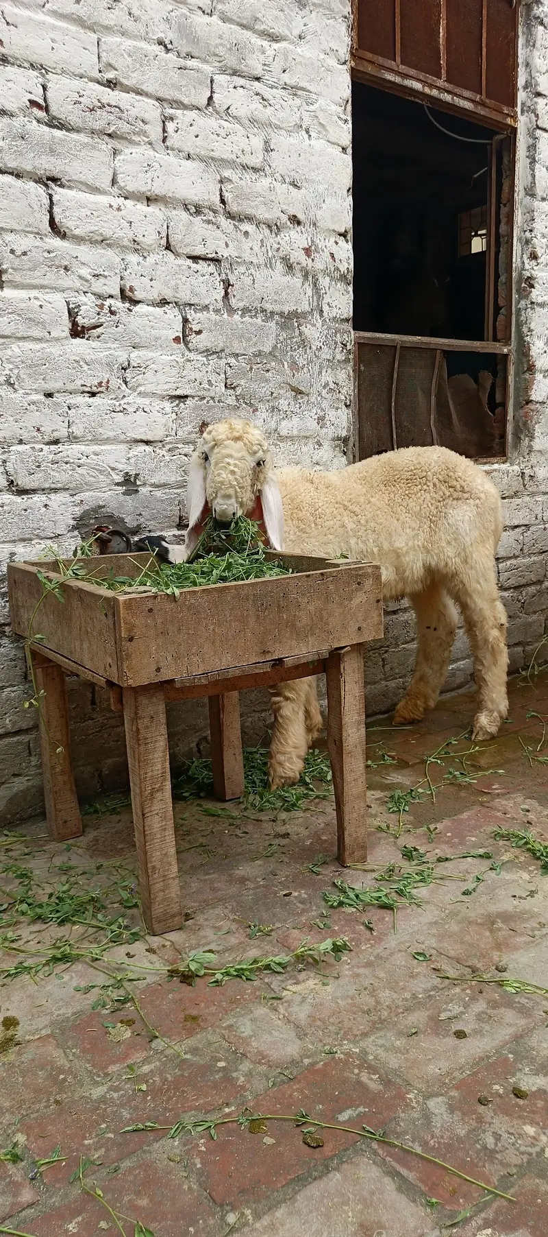 AA GOAT FARM — photo 3