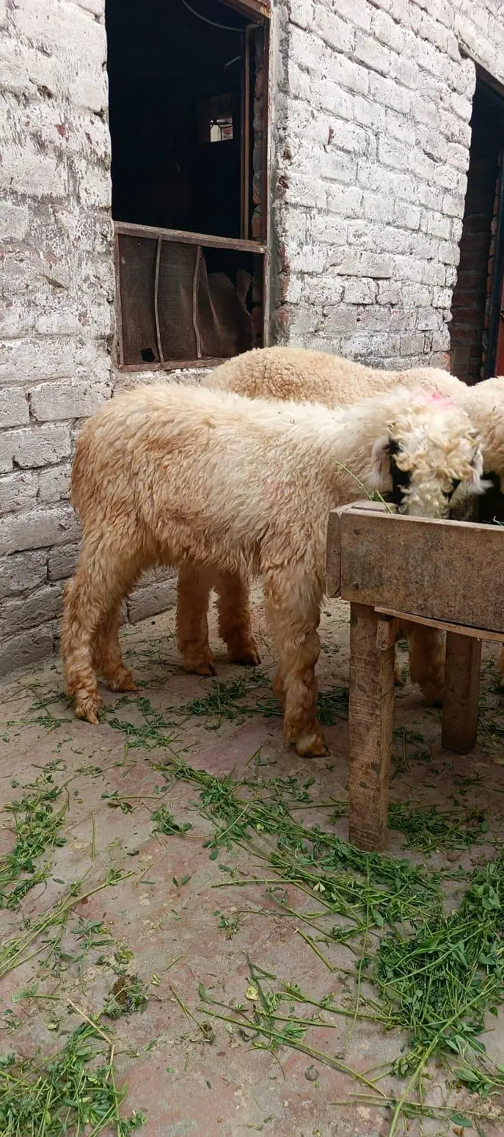AA GOAT FARM — photo 4