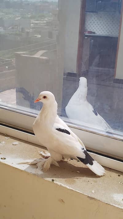 fancy pigeon female