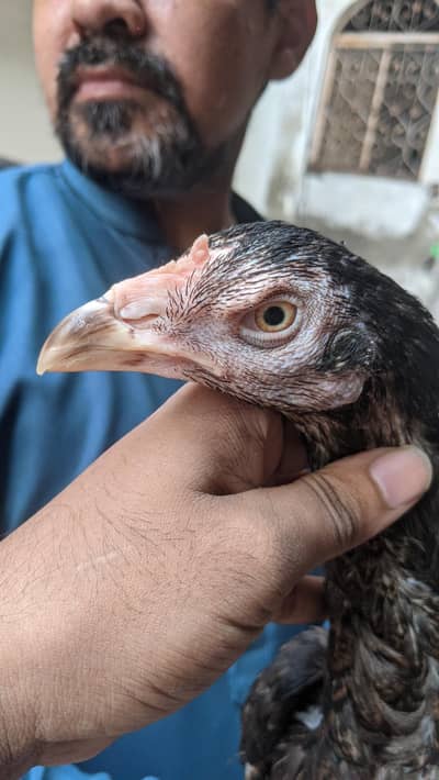 Aseel pathi Kamaliya breed 03227167270 details ka Whatsapp