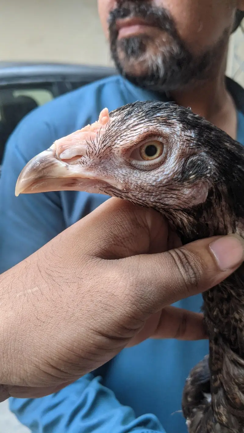 Aseel pathi Kamaliya breed 03227167270 details ka Whatsapp — photo 2