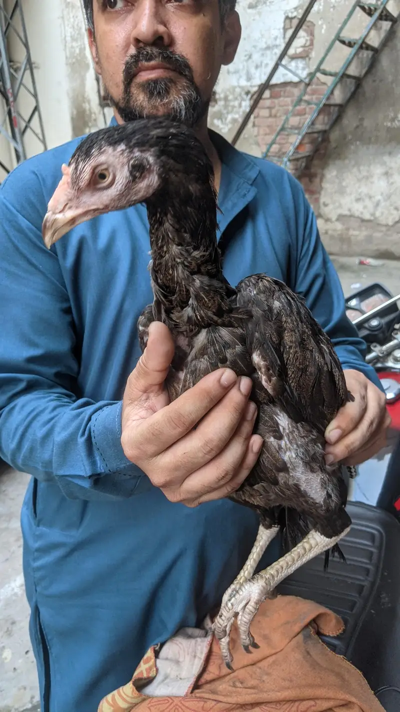 Aseel pathi Kamaliya breed 03227167270 details ka Whatsapp — photo 3