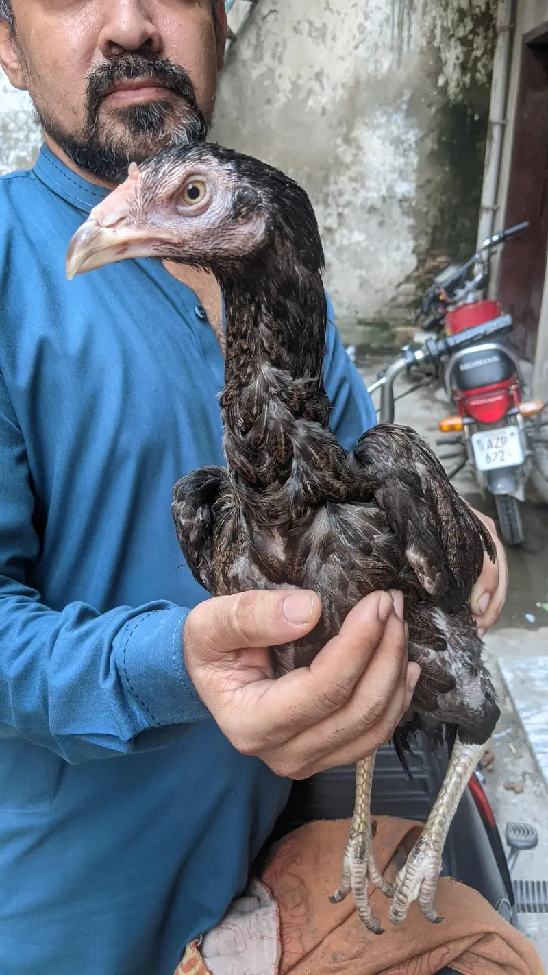 Aseel pathi Kamaliya breed 03227167270 details ka Whatsapp — photo 4