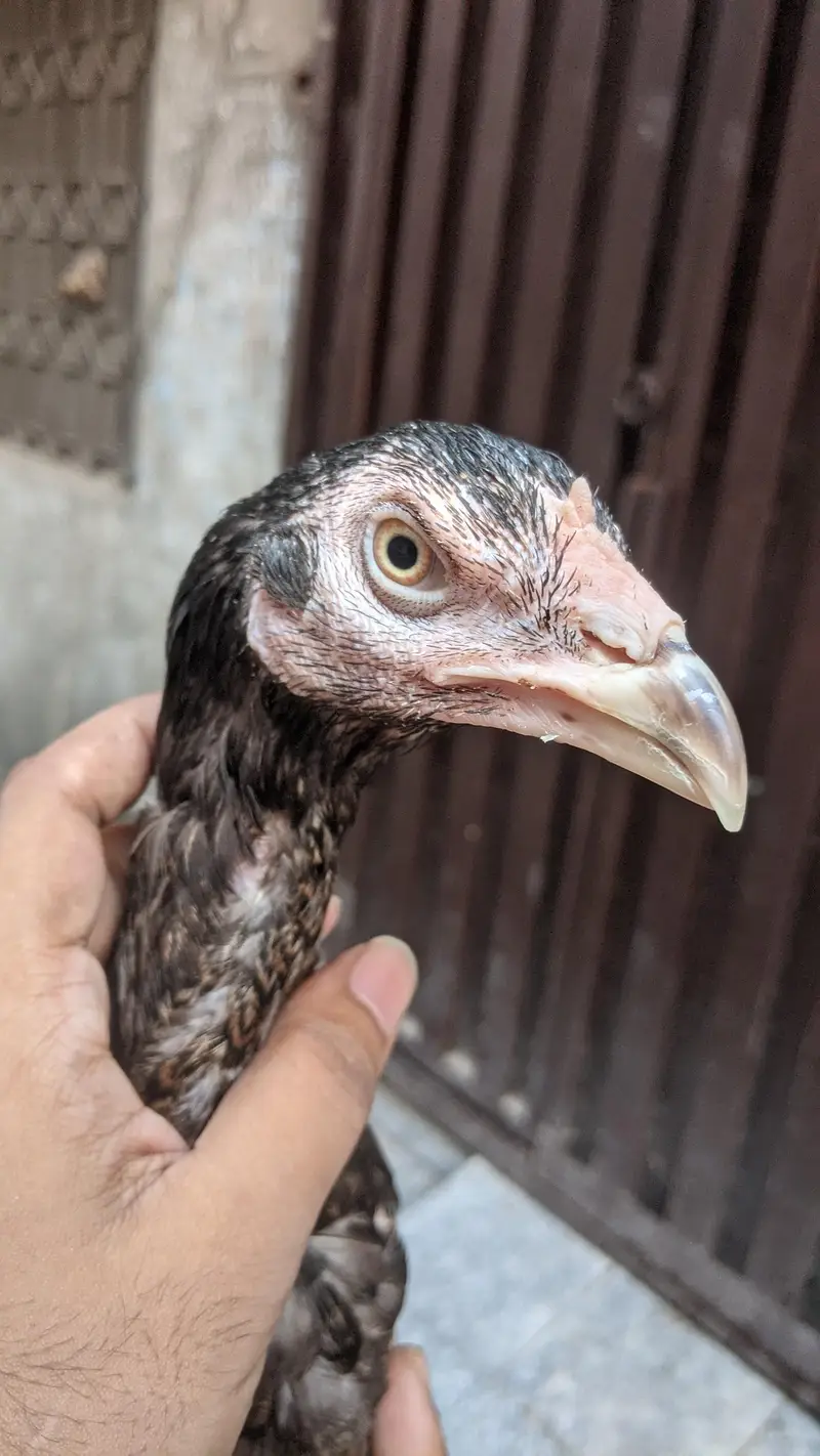 Aseel pathi Kamaliya breed 03227167270 details ka Whatsapp — photo 5
