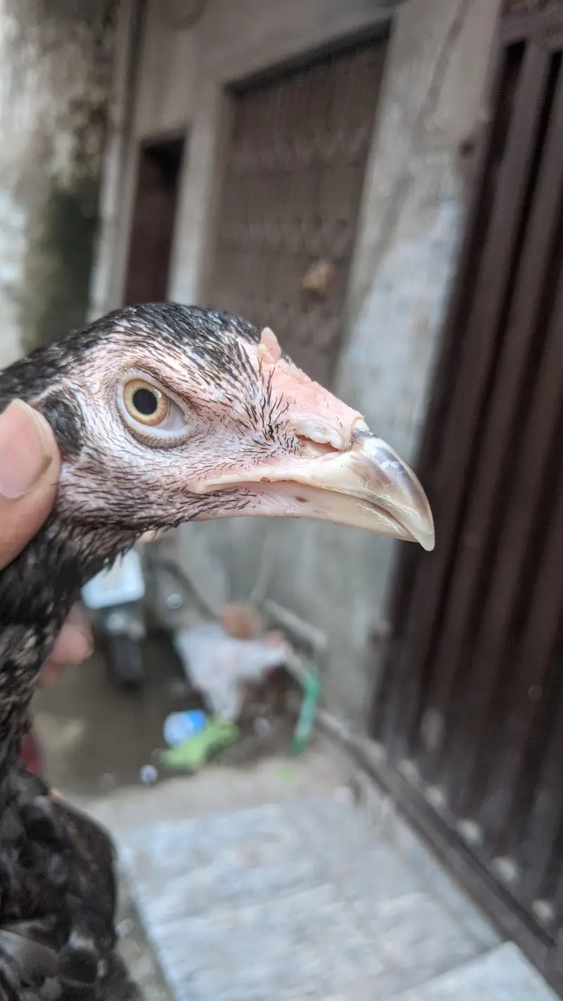 Aseel pathi Kamaliya breed 03227167270 details ka Whatsapp — photo 6