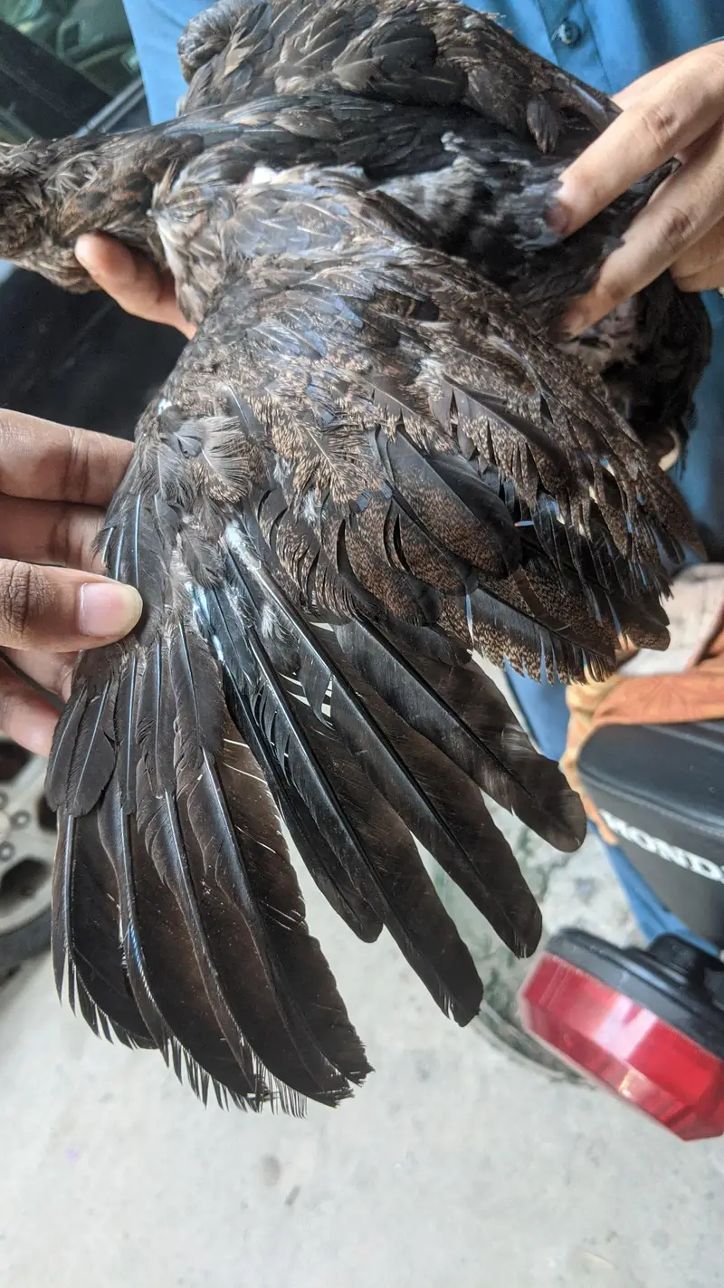 Aseel pathi Kamaliya breed 03227167270 details ka Whatsapp — photo 7