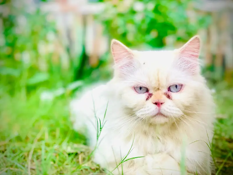 Persian Cat | Punch face | Trained Cat | Sky blue eyes