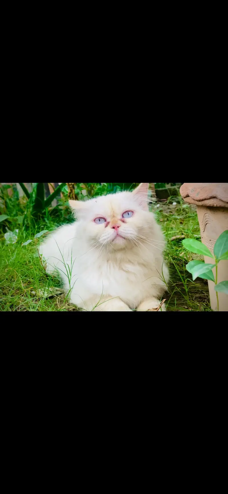 Persian Cat | Punch face | Trained Cat | Sky blue eyes — photo 2
