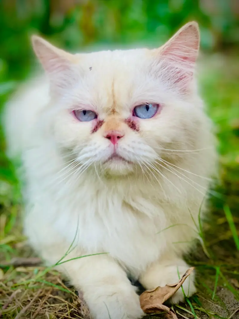 Persian Cat | Punch face | Trained Cat | Sky blue eyes — photo 4