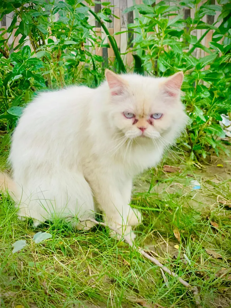 Persian Cat | Punch face | Trained Cat | Sky blue eyes — photo 5