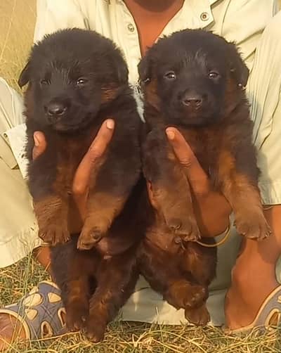 german shepherd puppies for