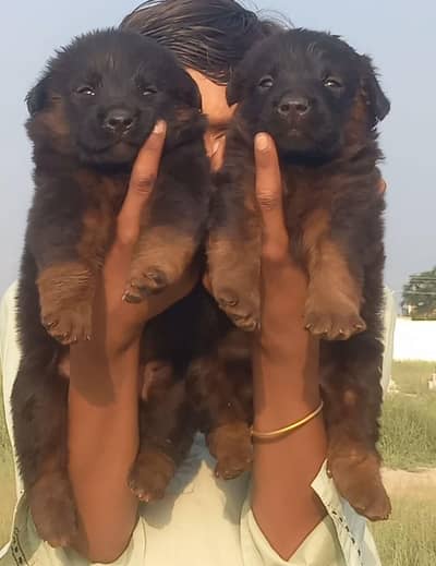 german shepherd puppies for sale